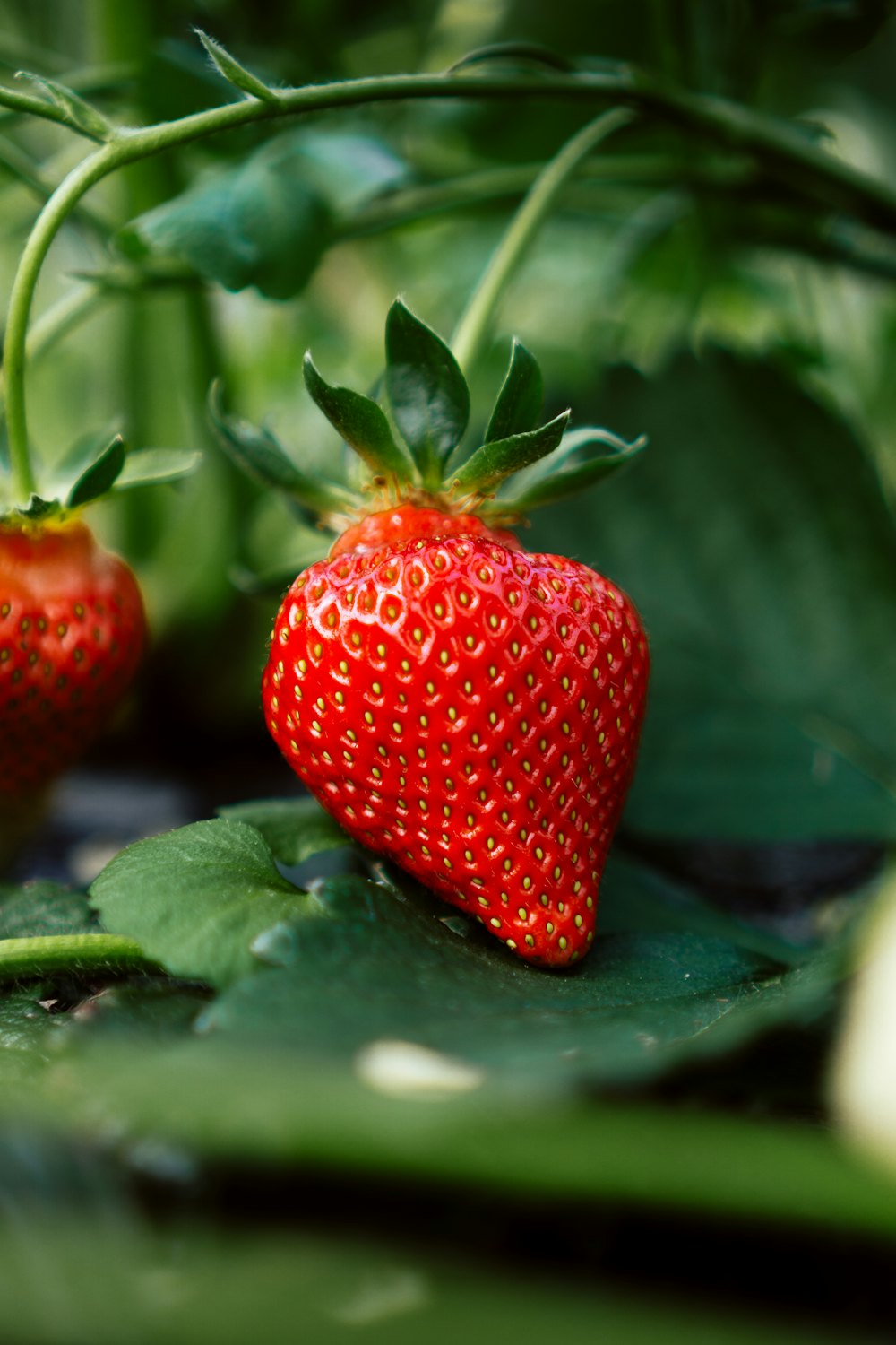 Nærbilde av et modent, dyprødt jordbær på planten